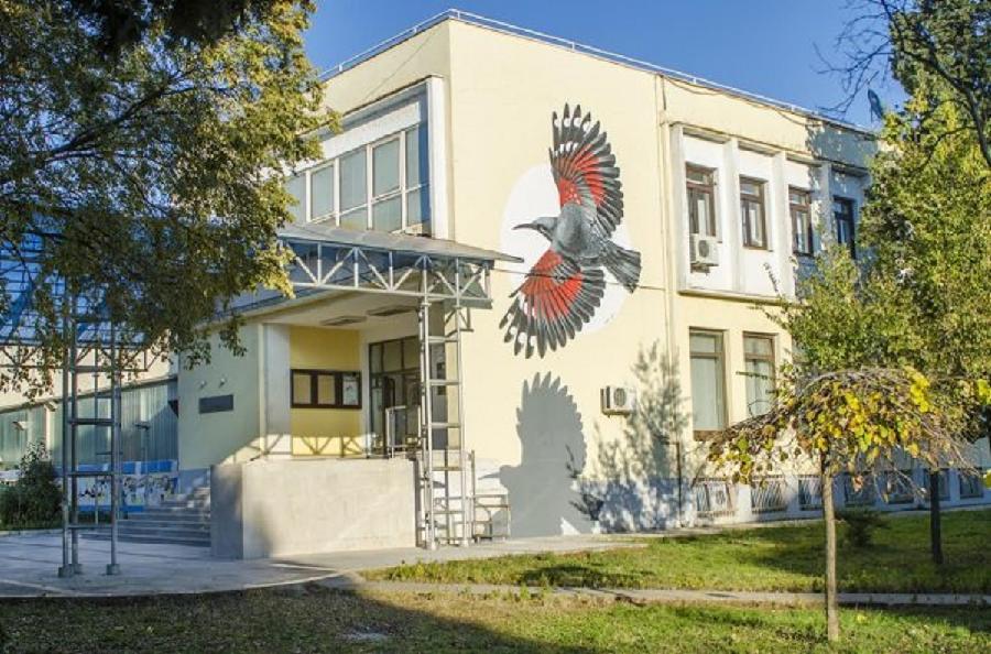 kic budo tomović