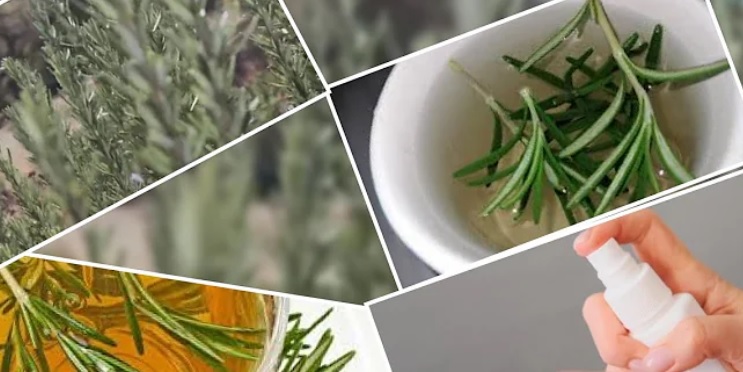 Pomaže li ulje ruzmarina rastu kose?
