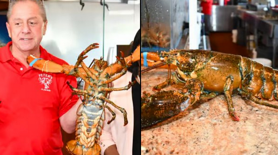 Njujorški restoran pustio na slobodu 110-godišnjeg jastoga