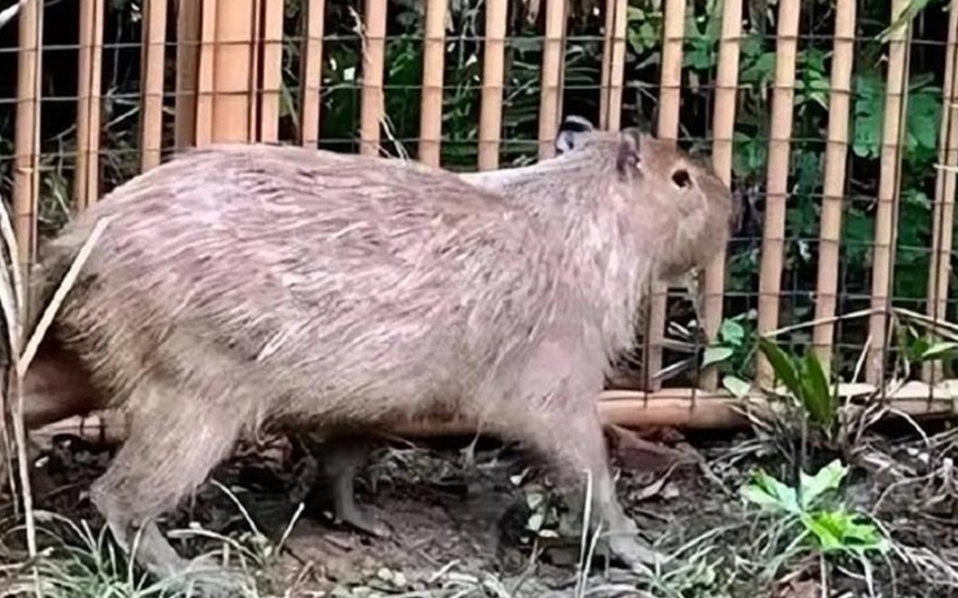 Dolijala neodoljiva bjegunka iz ZOO vrta: Skrivala se dva mjeseca (VIDEO)