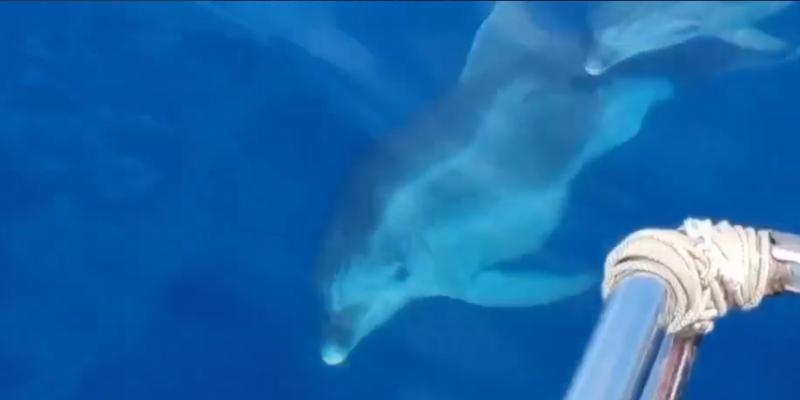 Nova magija na Jadranu: Pogledajte još jedan spektakl koji su priredili delfini kod Sutomora