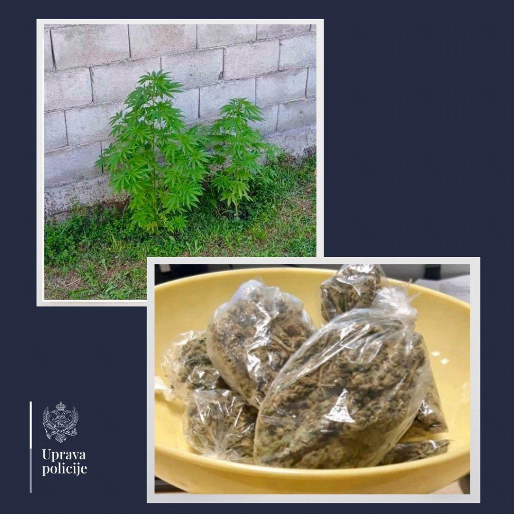 U Maslinama u dvorištu kuće nađena zasađena marihuana