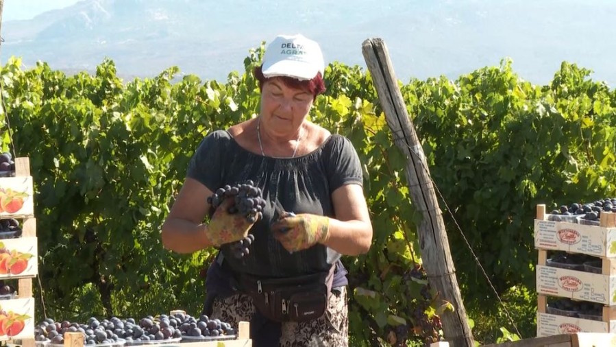 U „Plantažama“ završena berba vinskog grožđa, prinos 30 odsto veći