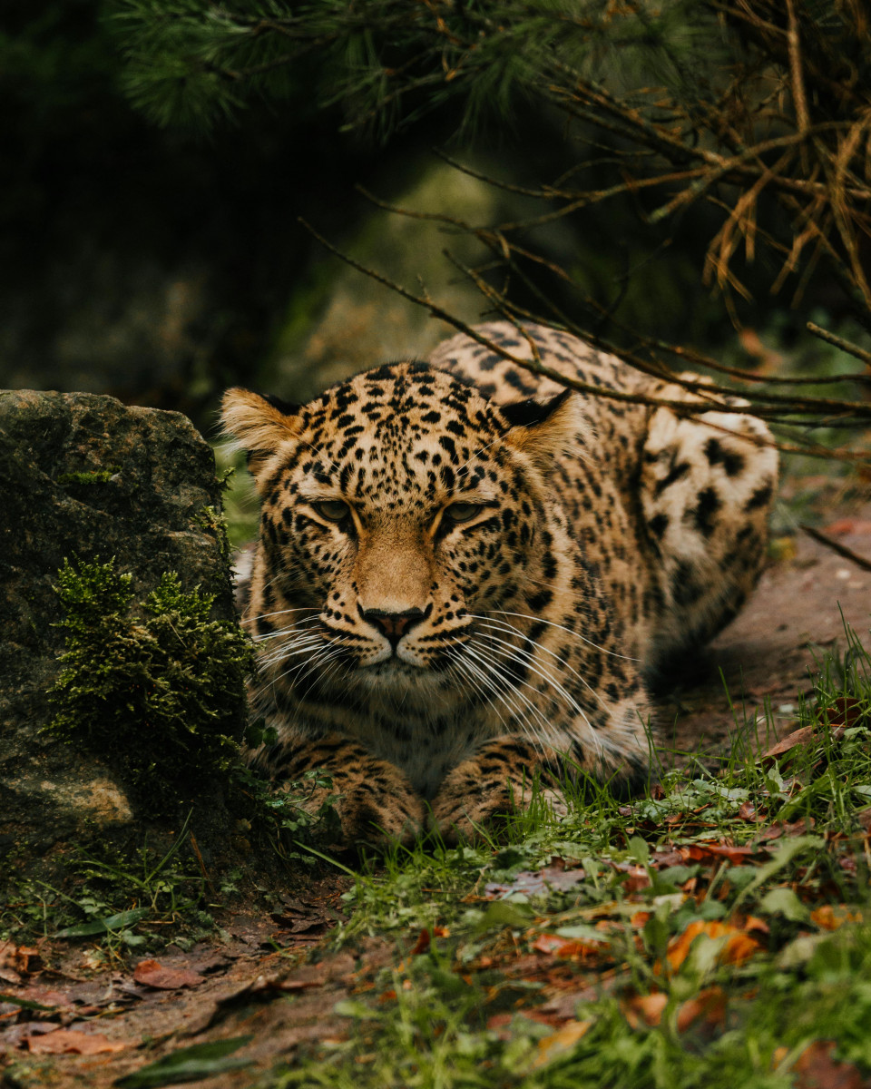 Leopard