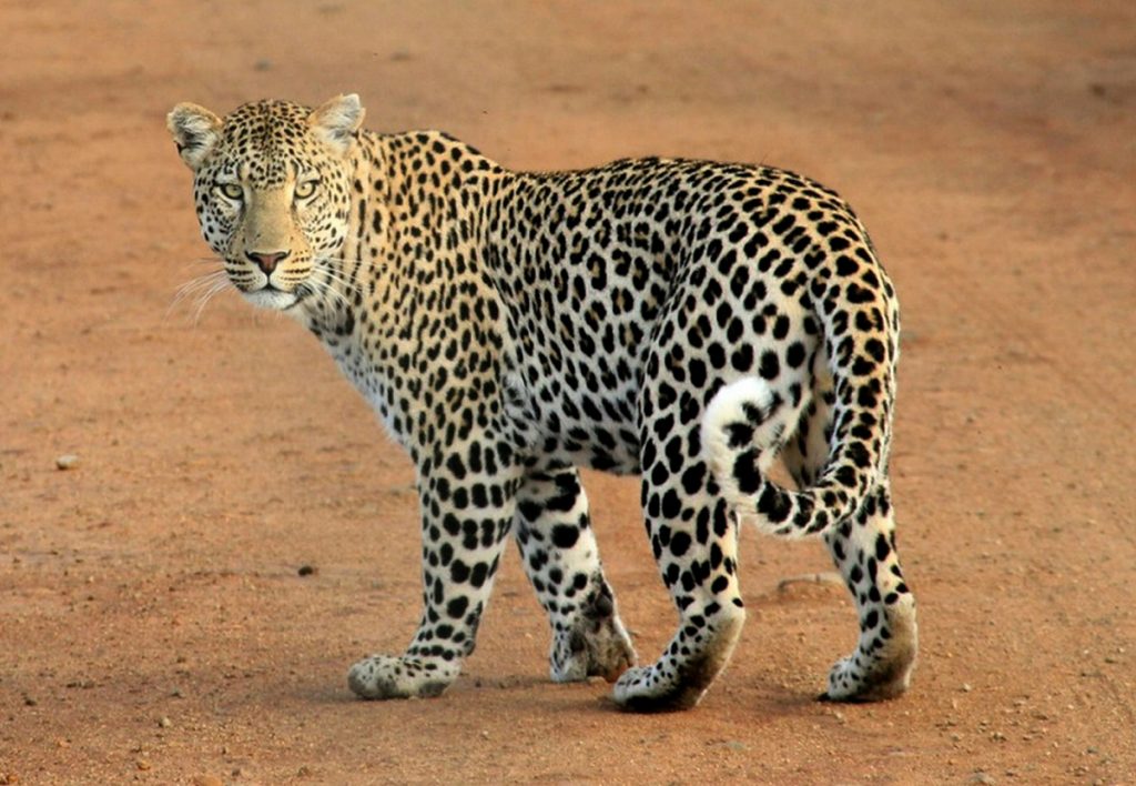 Leopard izazvao paniku u hotelu u Indoneziji