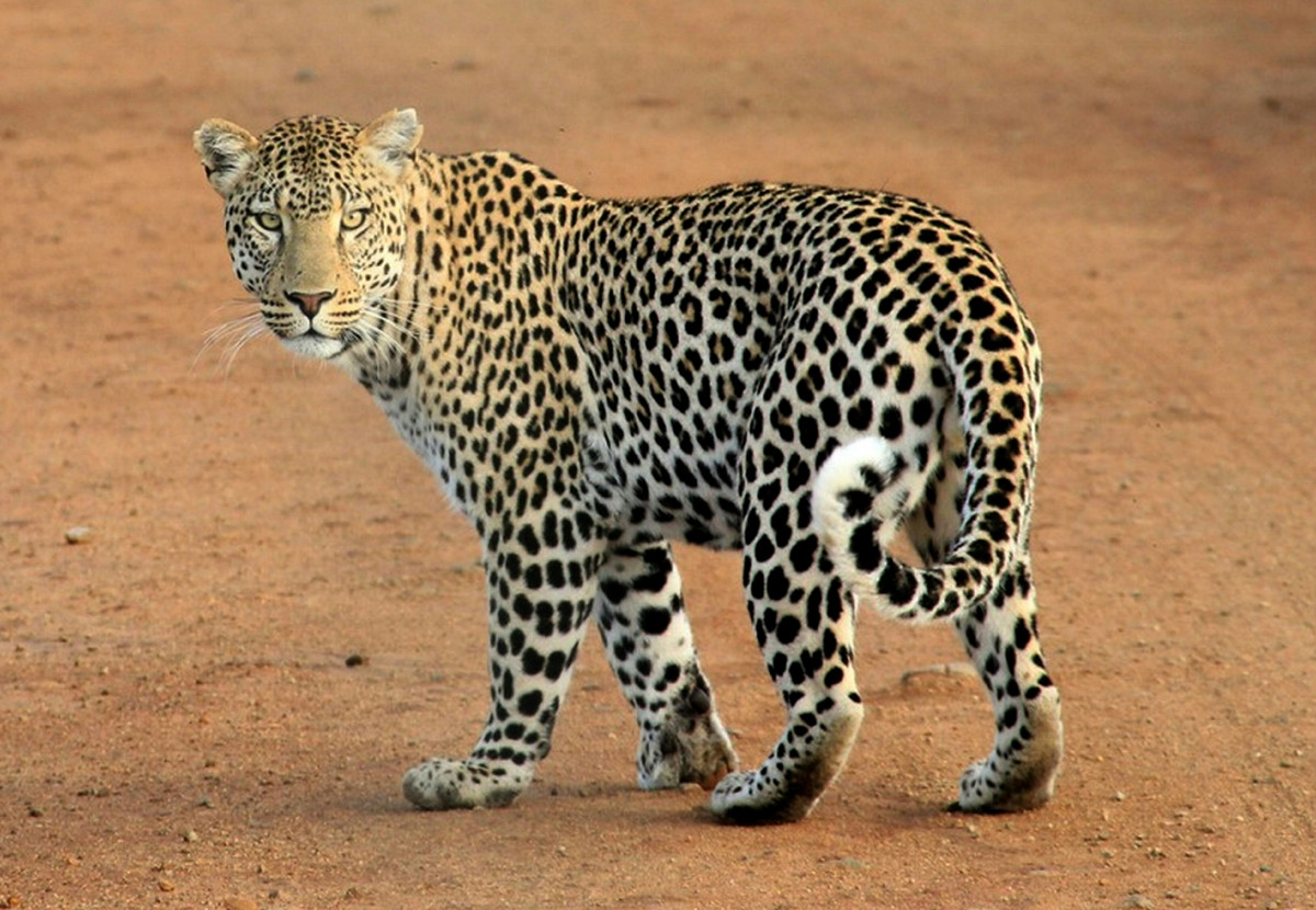 leopard