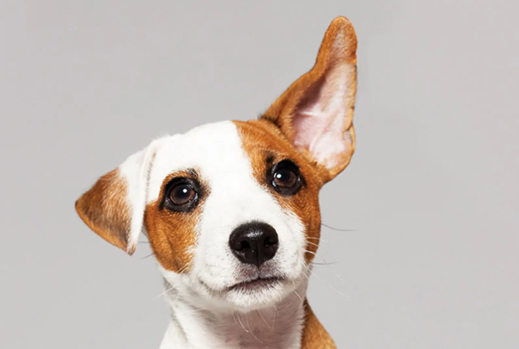 Zašto vas pas uvek čeka kod vrata? Ovo je jedini način na koji može da vam otkrije kako se oseća