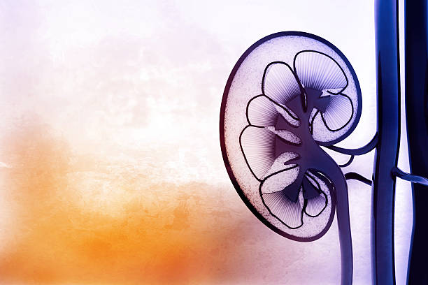 Human kidney cross section