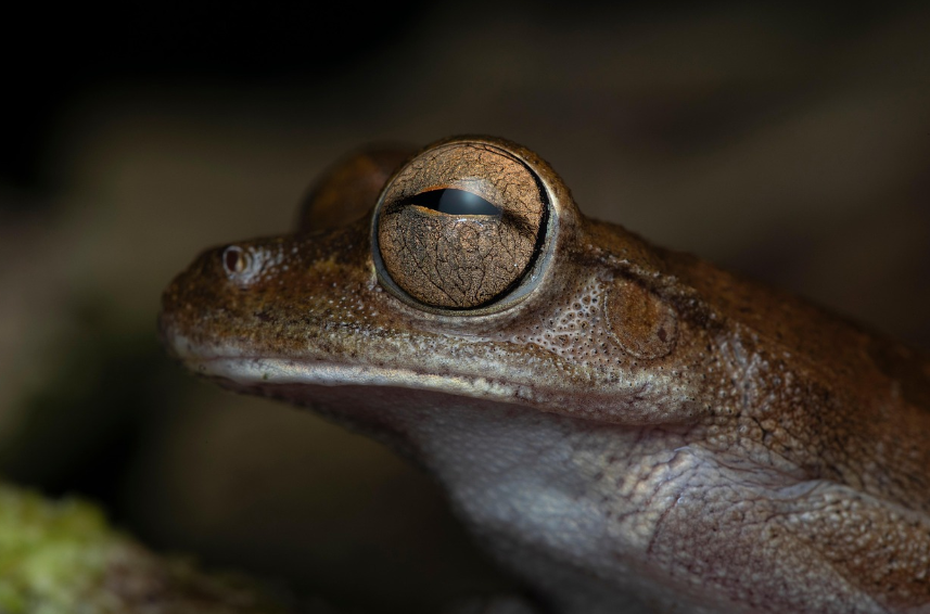 Otkrivena nova vrsta žabe, dobila ime po kung fuu