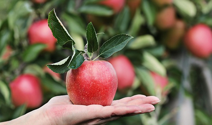 Svi jedemo jabuke pogrešno: Nutricionisti otkrivaju najbolji trenutak za nju kako biste podigli energiju