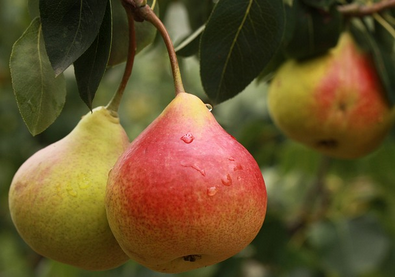 Sedam blagodeti krušaka: Jačaju imunitet, štite srce, smanjuju holesterol i upale