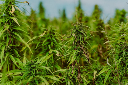 marihuana