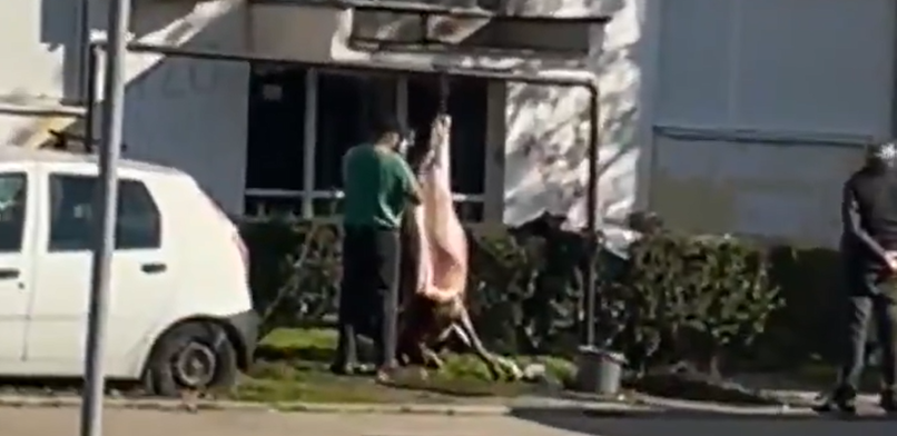 Odrao prase pred zgradom u Nišu (VIDEO)