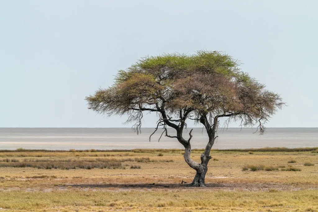 U Južnoj Africi zbog obrezivanja preminuo 41 dječak