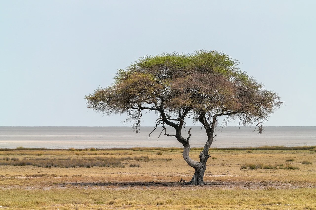 afrika