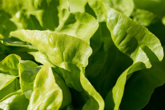 Ovo je najopasnija namirnica u marketima: Stručnjaci upozoravaju na rizike pakovane salate