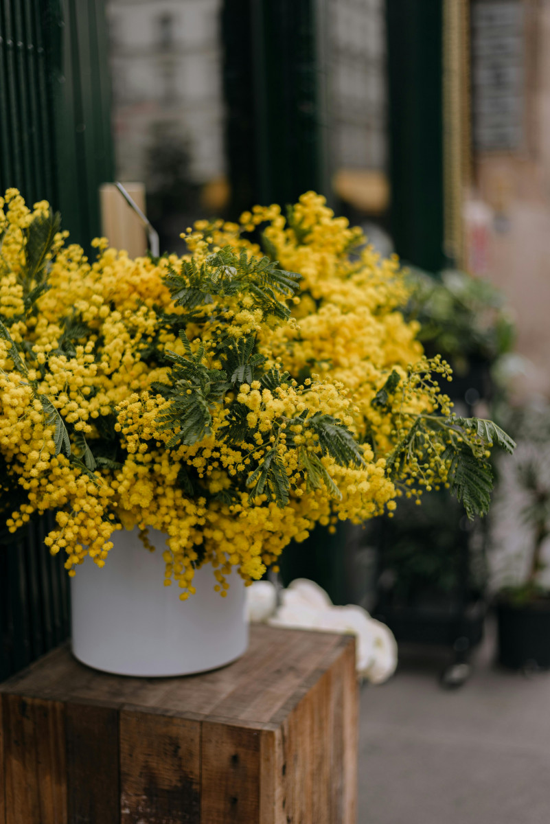 mimoza