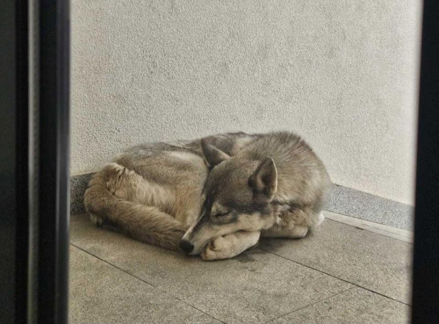 „Vuk“ iz Bloka 9 je zapravo vlasnički haski