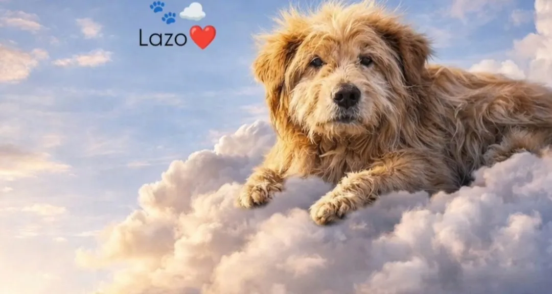 Lazo