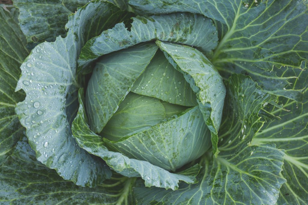 cabbage-gfb003e946_1920-1024×683