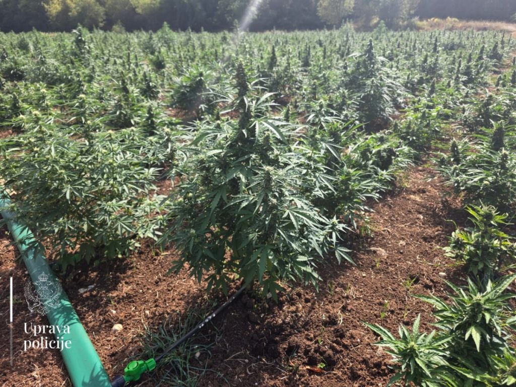 Krivične prijave protiv dvojice Zećana u slučaju otkrivanja plantaže marihuane
