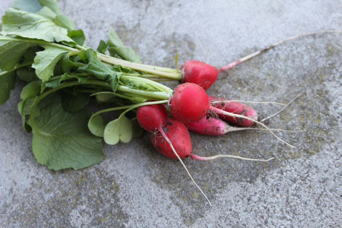 emilia_baczynska-radish-4548031_1920