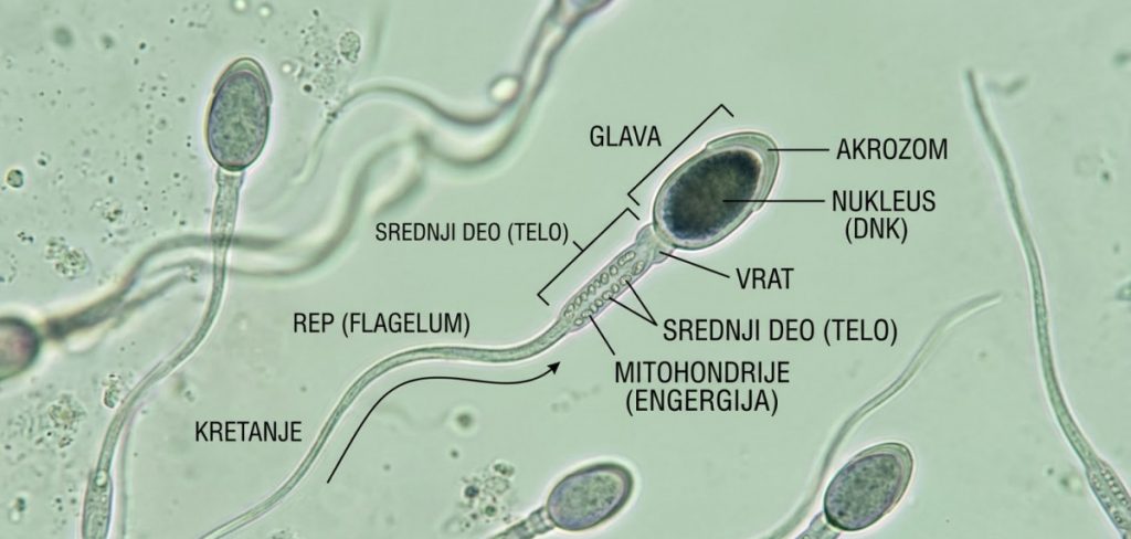 Studija pokazala: Spermatozoidi su najaktivniji ljeti