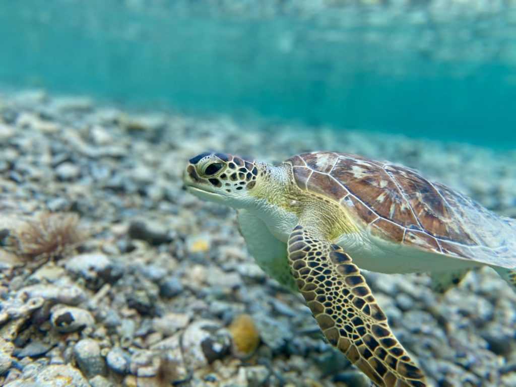 Boka Kotorska: Kornjače u stresu zbog glisera