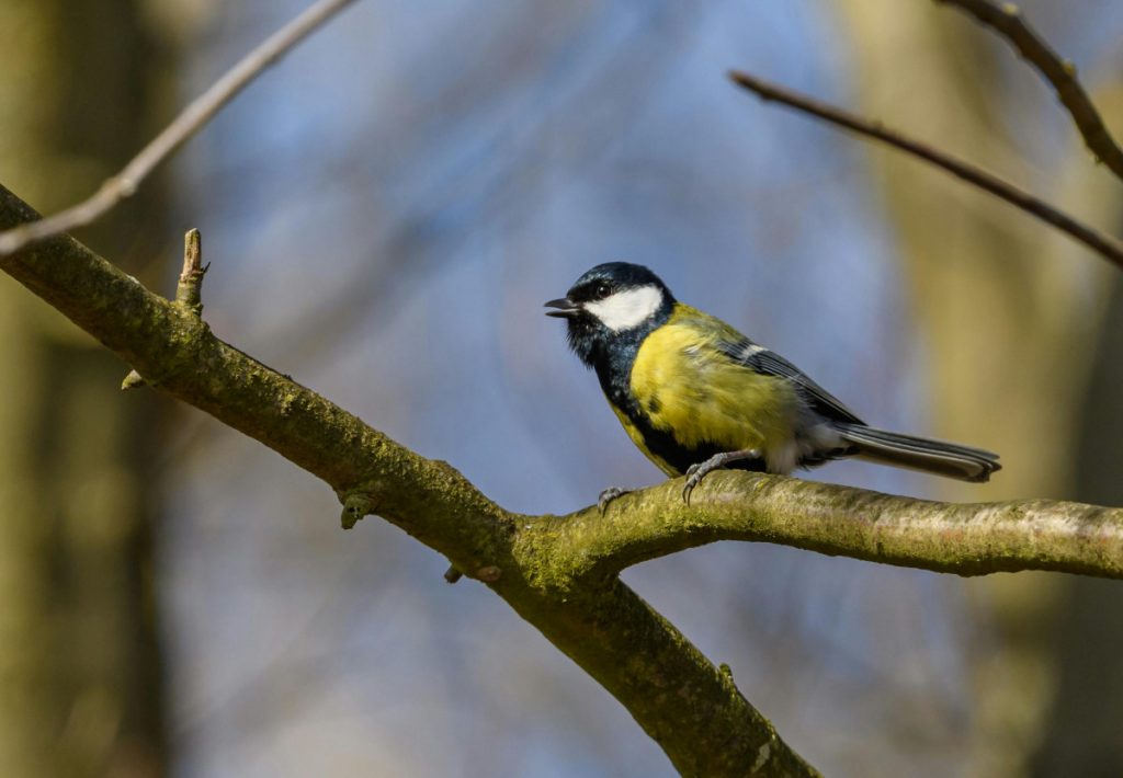 Projekat Natura 2000 zaštitiće prirodu u mnogo većem obuhvatu nego do sada