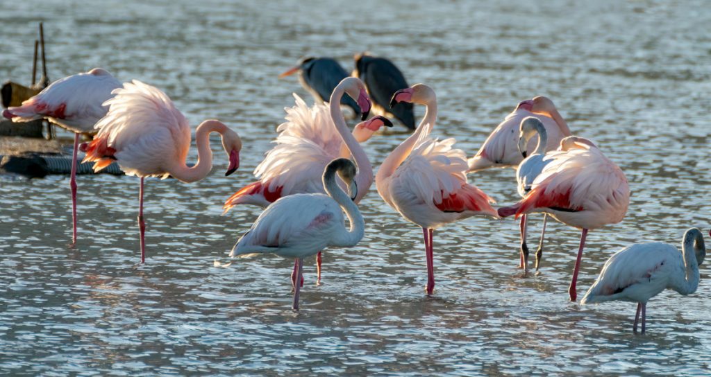 Zašto su flamingosi roze boje?