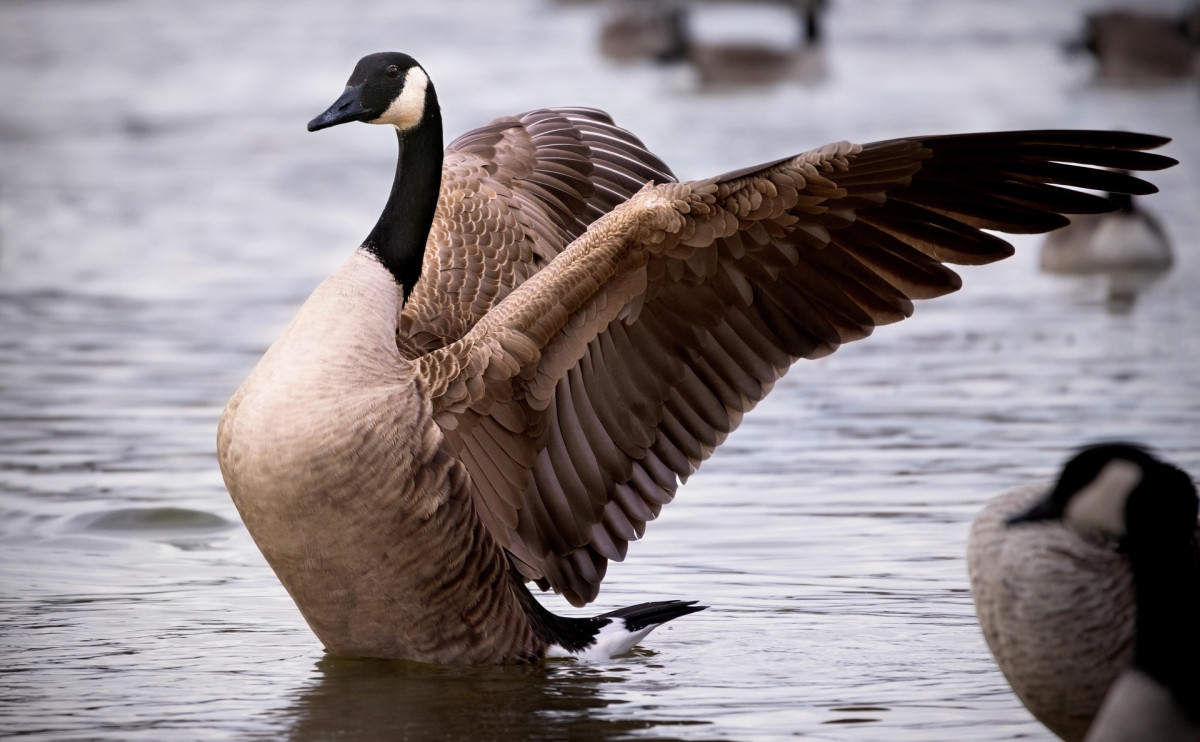terski-canadian-goose-7737260_1920