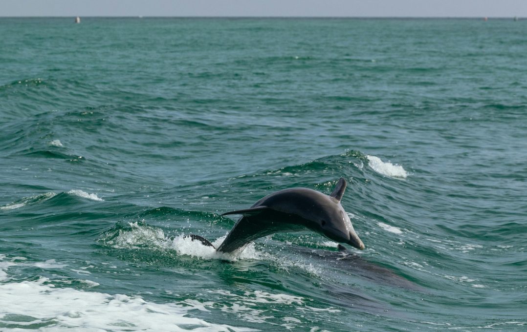 delfin