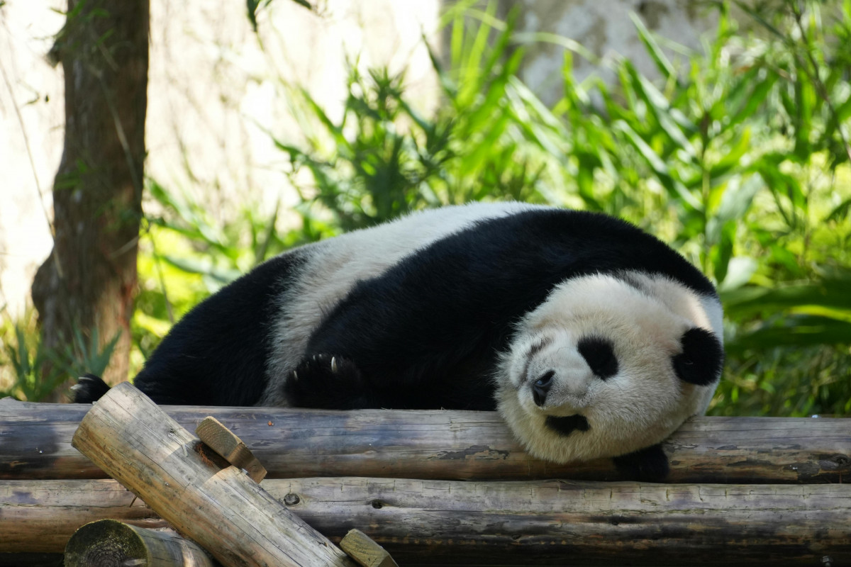 panda