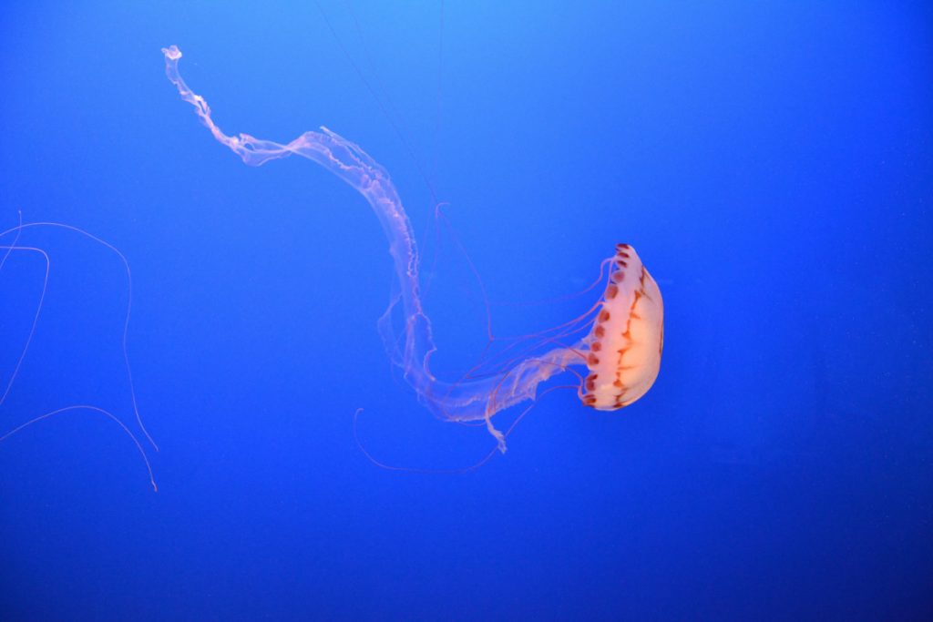 Neprijatnost na hrvatskom primorju: More u Istri prepuno meduza