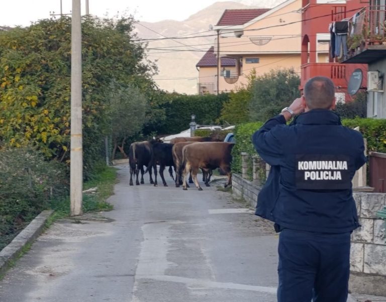 Tivat: Vlasnici da se jave do 14. juna ili Opština prodaje zaplijenjenu stoku klanicama
