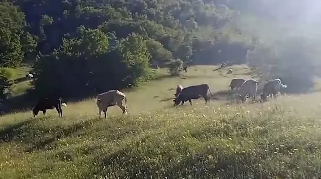 Dugogodišnji problem u Banjanima: Lutajuća stoka uništava imanja