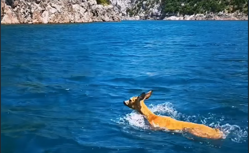 Skoro svakodnevni prizor u Plužinama: Srna preplivala Pivsko jezero (VIDEO)