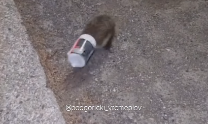 Jež zaglavio glavu u plastičnoj ambalaži, mladići iz Bloka 5 mu pomogli (VIDEO)