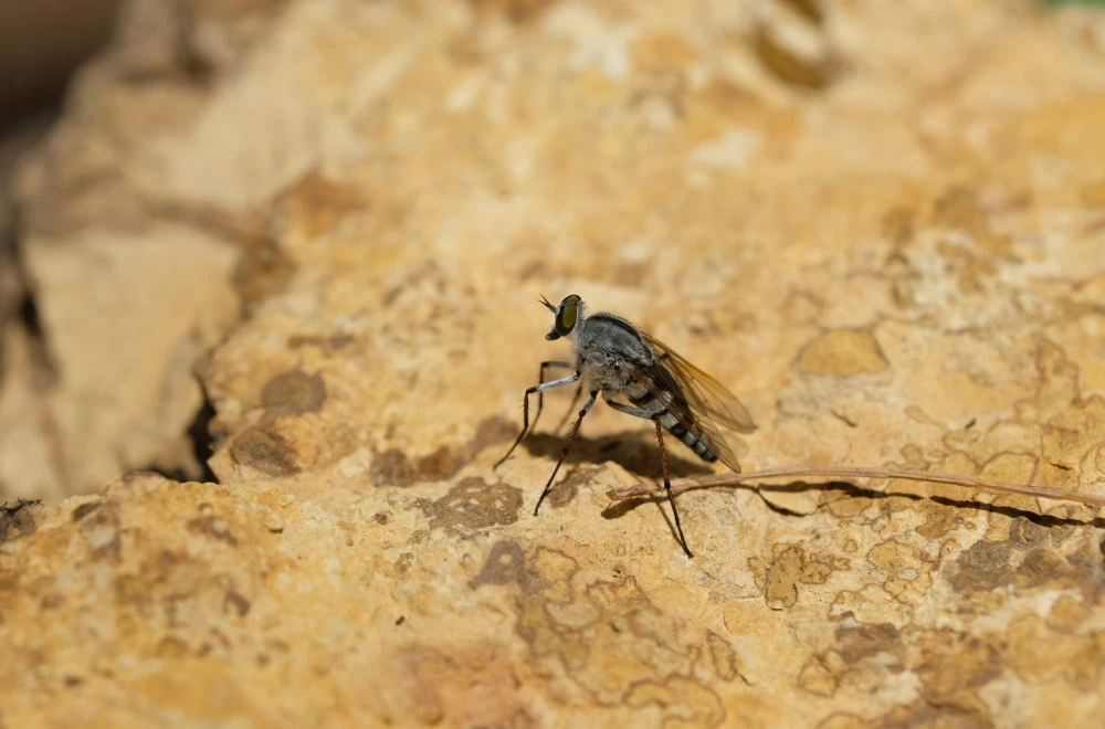 Opasni insekti u Srbiji: Bubice aktivne noću, prenose ozbiljne bolesti