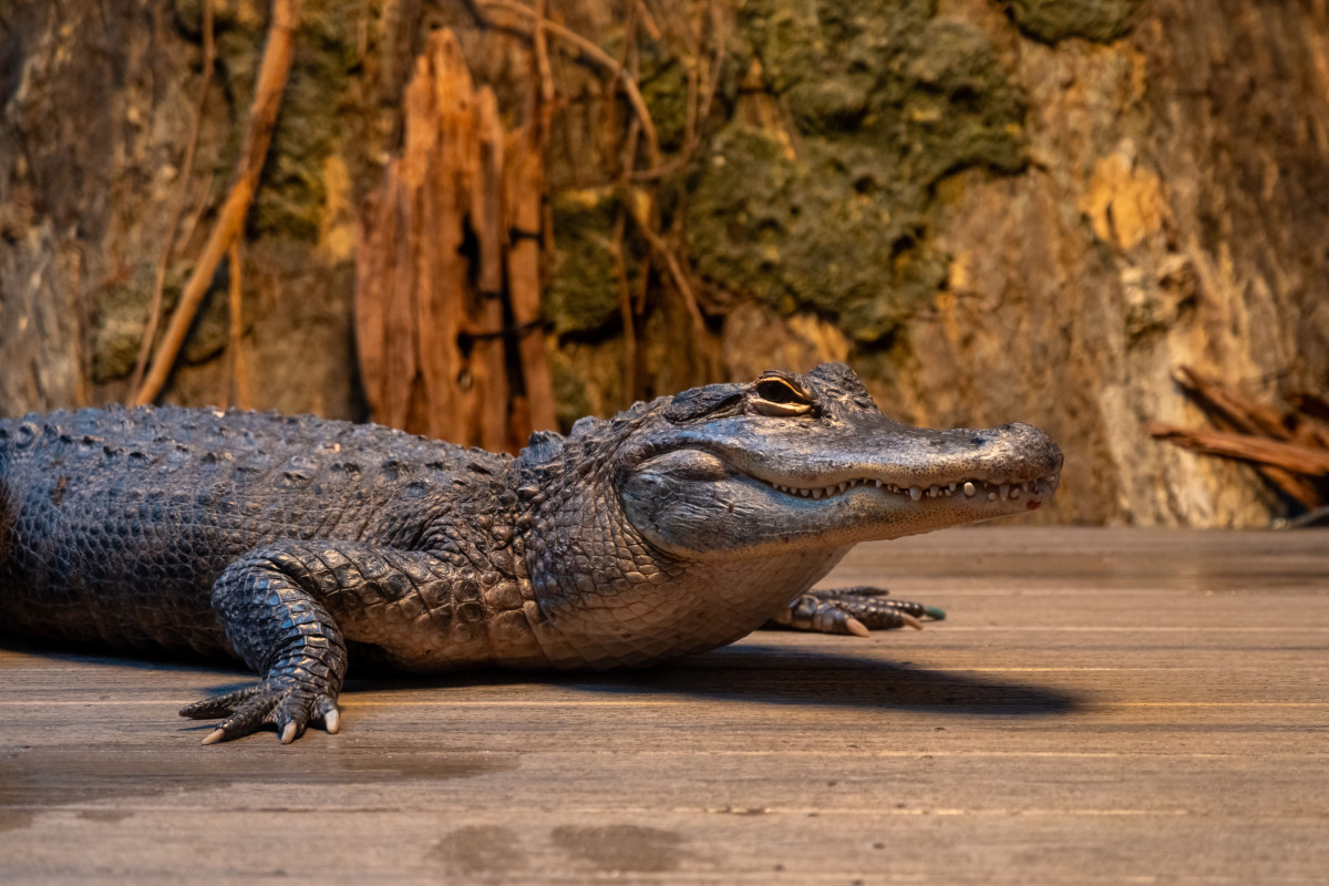 aligator