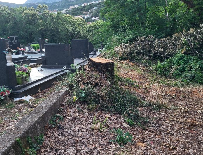Ekološko društvo Boke: Sječa stogodišnjeg hrasta – rđav znak obilježavanja Svjetskog Dana zaštite životne sredine