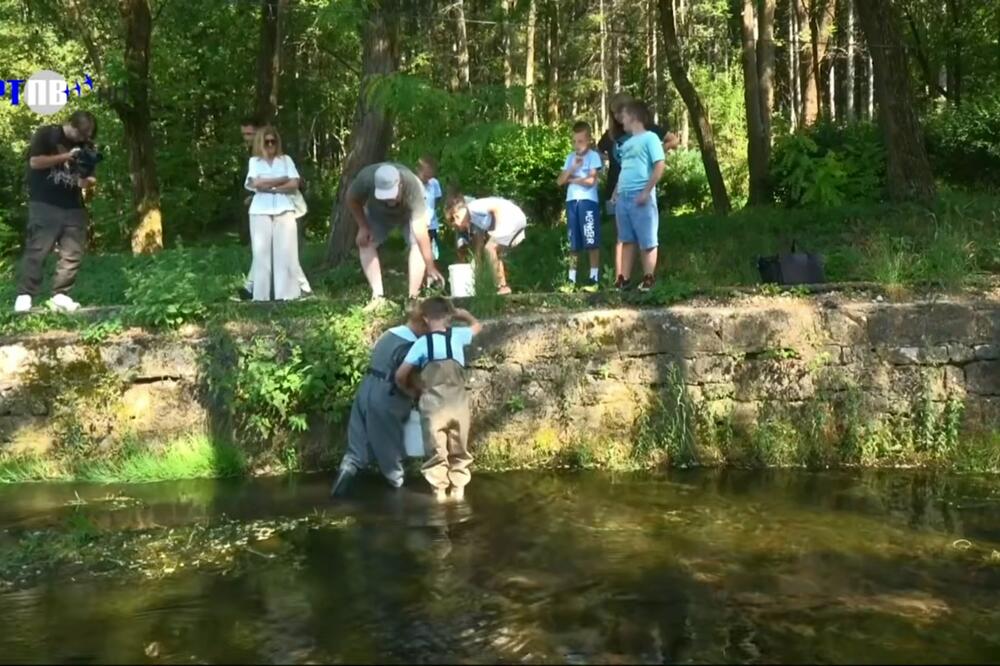 SRK Lipljen: U Ćehotinu, Otilovićko jezero, i pojedine pritoke, pušteno oko 20.000 komada mlađi potočne pastrmke