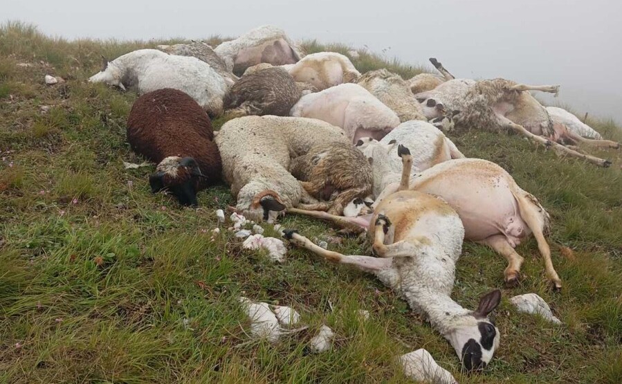 Grom usmrtio više od 40 ovaca stočaru iz Gusinja
