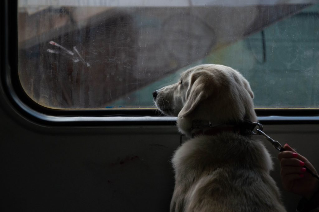 ŽPCG: Vozovi su pet friendly, ali postoje pravila