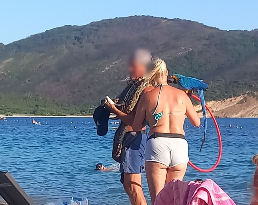 Agencija: Fotografisanje sa papagajima i zmijama na plažama nije dozvoljeno